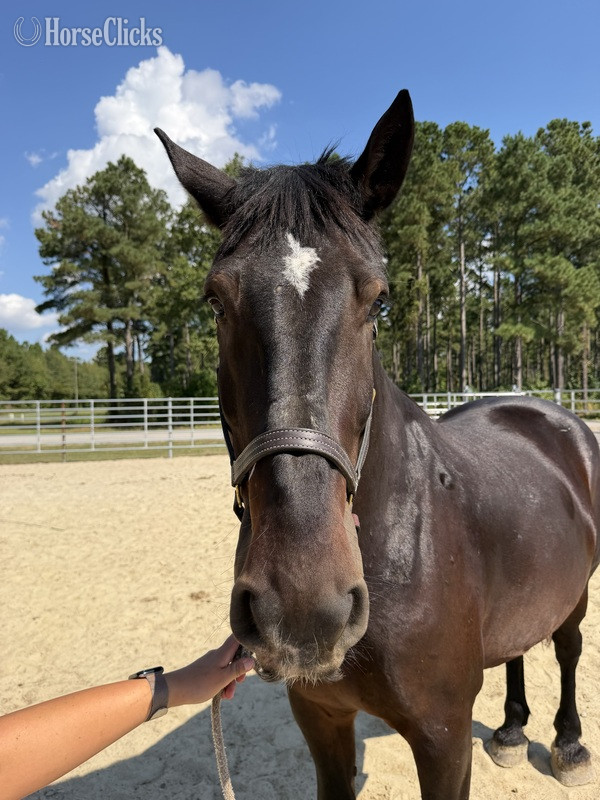North Carolina "Draft " Black Gelding Draft
