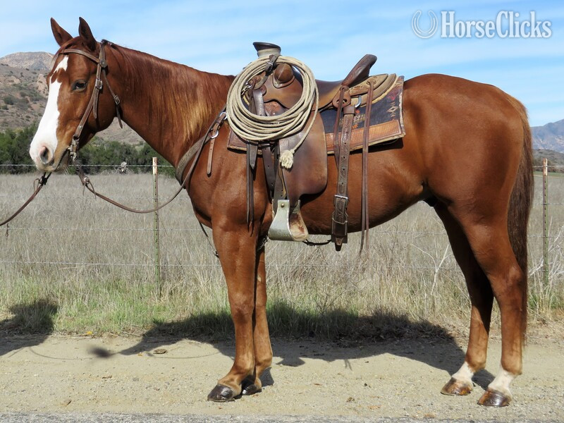 "LIL BROTHER TWO SPOT" Sorrel Gelding Quarter Horse in California