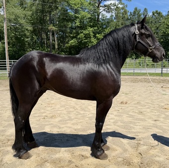 "Black" Black Gelding Draft