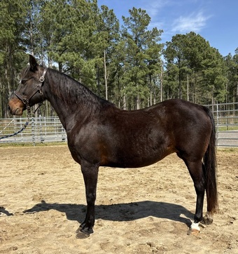"Rosie" Bay Mare Morgan