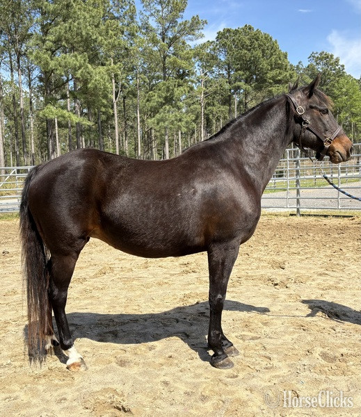 "Rosie" Bay Mare Morgan
