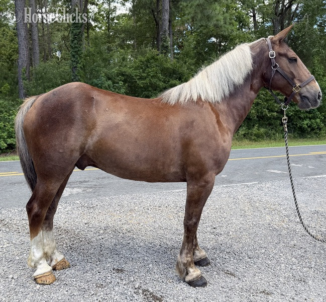 "Sorrel " Sorrel Gelding Draft in North Carolina