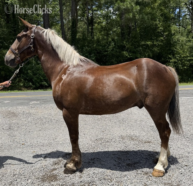 "Sorrel " Sorrel Gelding Draft