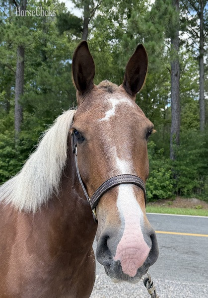 North Carolina "Sorrel " Sorrel Gelding Draft