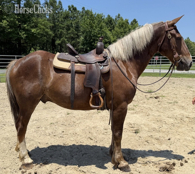 "Sorrel " Sorrel Gelding Draft - Draft