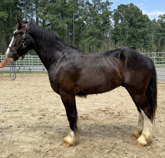 "Baxter" Black Gelding Draft