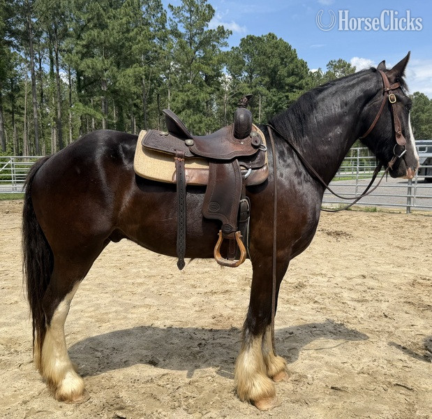 "Baxter" Black Gelding Draft - Draft