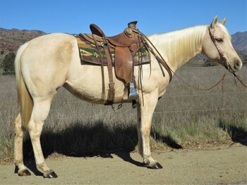 "MOONLITE N CHAMPAGNE" Palomino Mare Quarter Horse