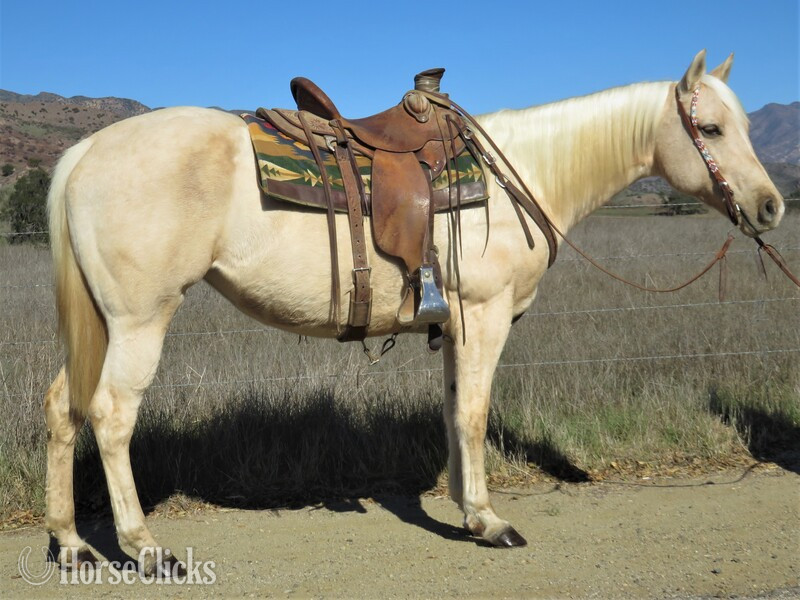 "MOONLITE N CHAMPAGNE" Palomino Mare Quarter Horse in California