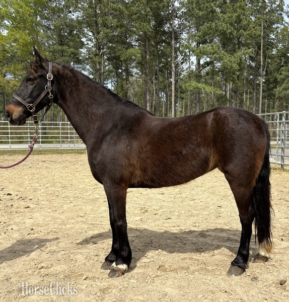 "Morgan" Bay Mare Morgan in North Carolina