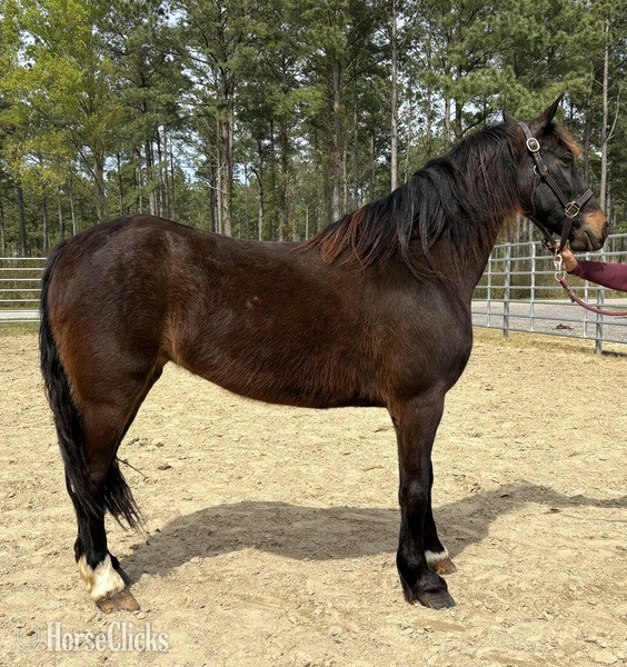 "Morgan" Bay Mare Morgan