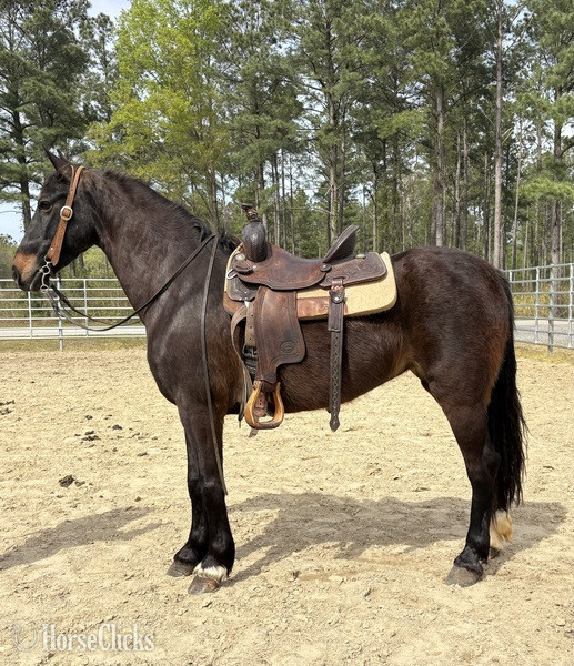 "Morgan" Bay Mare Morgan - Morgan in North Carolina