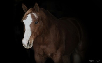 "THIS SUDS FOR YOU" Sorrel Gelding Quarter Horse