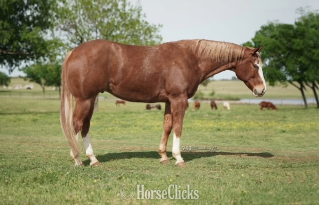 "THIS SUDS FOR YOU" Sorrel Gelding Quarter Horse