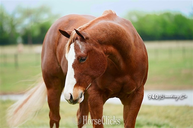 California "THIS SUDS FOR YOU" Sorrel Gelding Quarter Horse