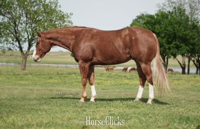 "THIS SUDS FOR YOU" Sorrel Gelding Quarter Horse - Quarter Horse in California