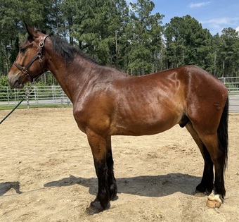 "Bay" Bay Gelding Draft