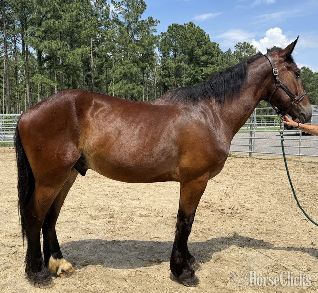 "Bay" Bay Gelding Draft