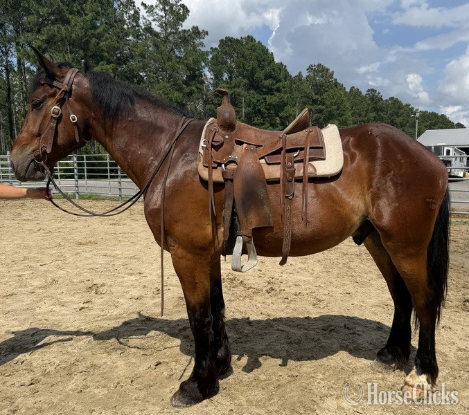 North Carolina "Bay" Bay Gelding Draft