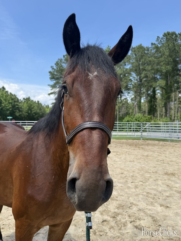"Bay" Bay Gelding Draft - Draft