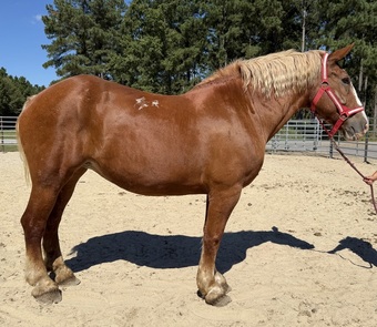 "Pumpkin" Sorrel Gelding Belgian