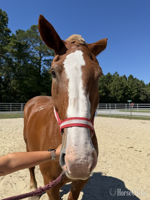North Carolina "Pumpkin" Sorrel Gelding Belgian