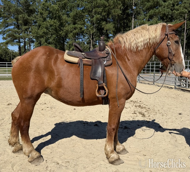 "Pumpkin" Sorrel Gelding Belgian - Belgian in North Carolina