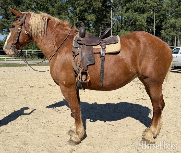 "Pumpkin" Sorrel Gelding Belgian - Belgian