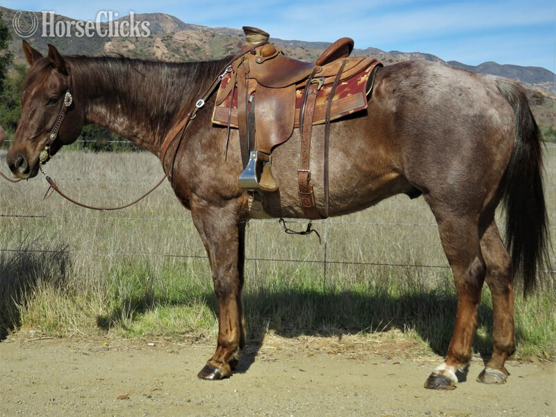"JETTSTARZAN" Red Roan Gelding Quarter Horse in California