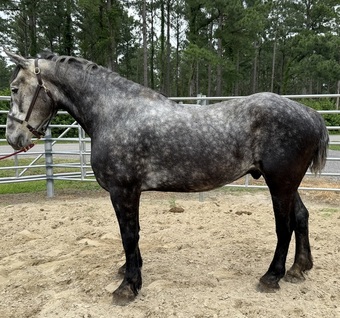 "Grey" Grey Gelding Percheron