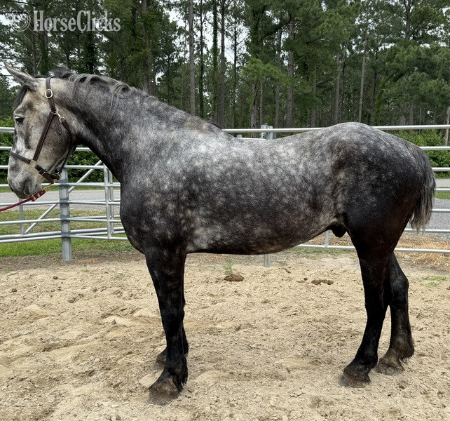 "Grey" Grey Gelding Percheron in North Carolina