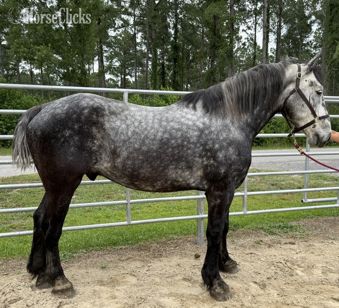 "Grey" Grey Gelding Percheron