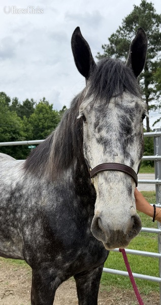 North Carolina "Grey" Grey Gelding Percheron