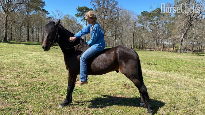 "Baywatcher" Bay Gelding Tennessee Walker in Georgia