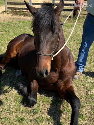 "Baywatcher" Bay Gelding Tennessee Walker - Tennessee Walker in Georgia