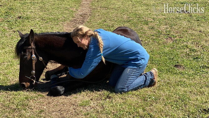 "Baywatcher" Bay Gelding Tennessee Walker Georgia