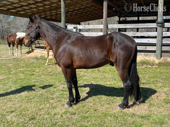 Tennessee Walker - "Baywatcher" Bay Gelding Tennessee Walker in Georgia