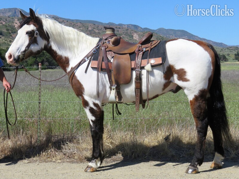 "BRUNO" Bay Gelding Paint in California