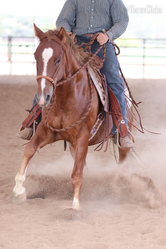 "Whizzy" Sorrel Gelding Quarter Horse in California