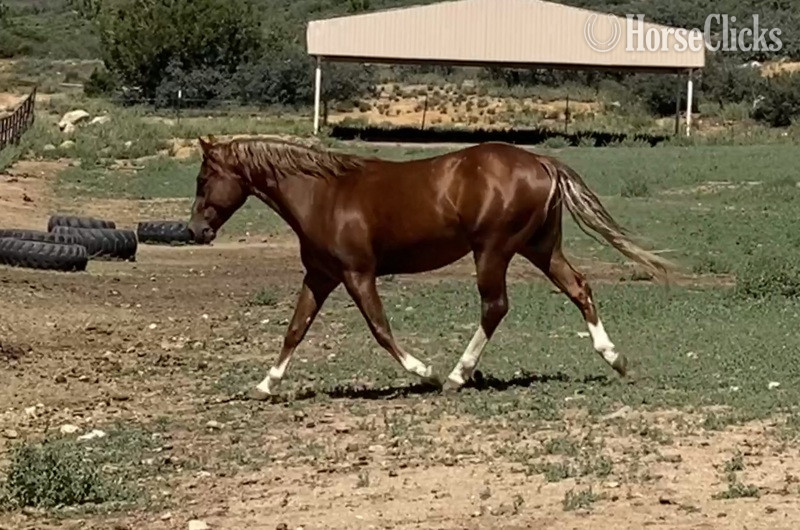 "Whizzy" Sorrel Gelding Quarter Horse