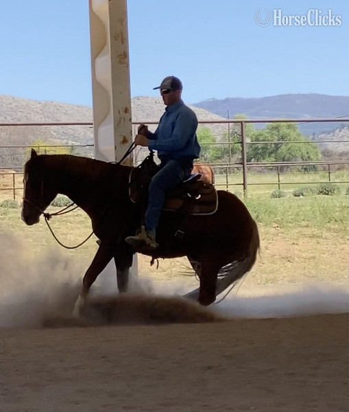 California "Whizzy" Sorrel Gelding Quarter Horse