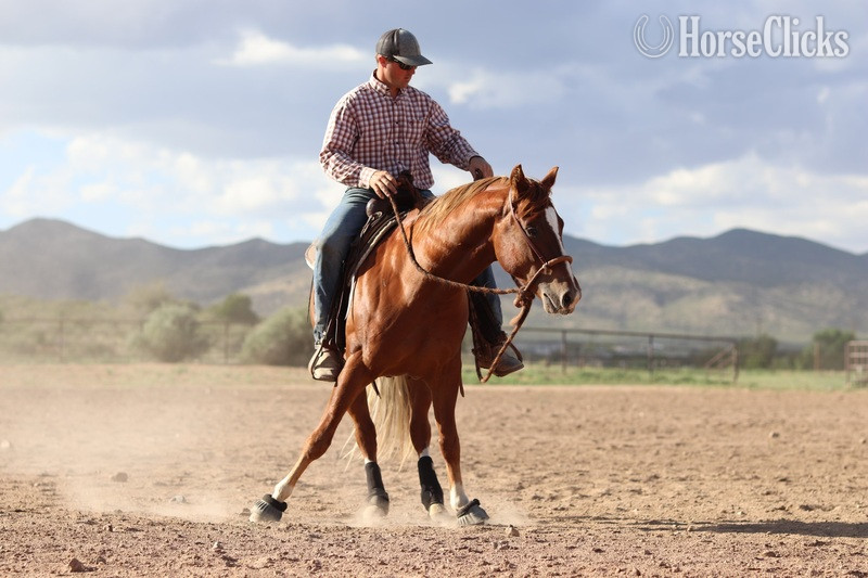 "Whizzy" Sorrel Gelding Quarter Horse - Quarter Horse in California