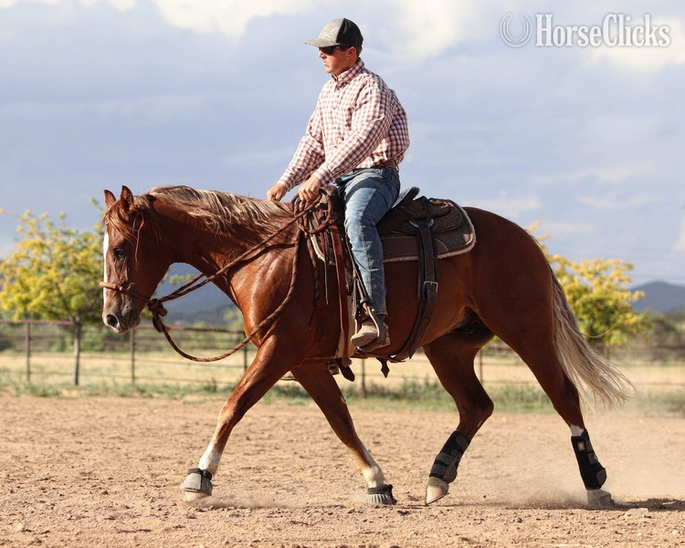 "Whizzy" Sorrel Gelding Quarter Horse - Quarter Horse