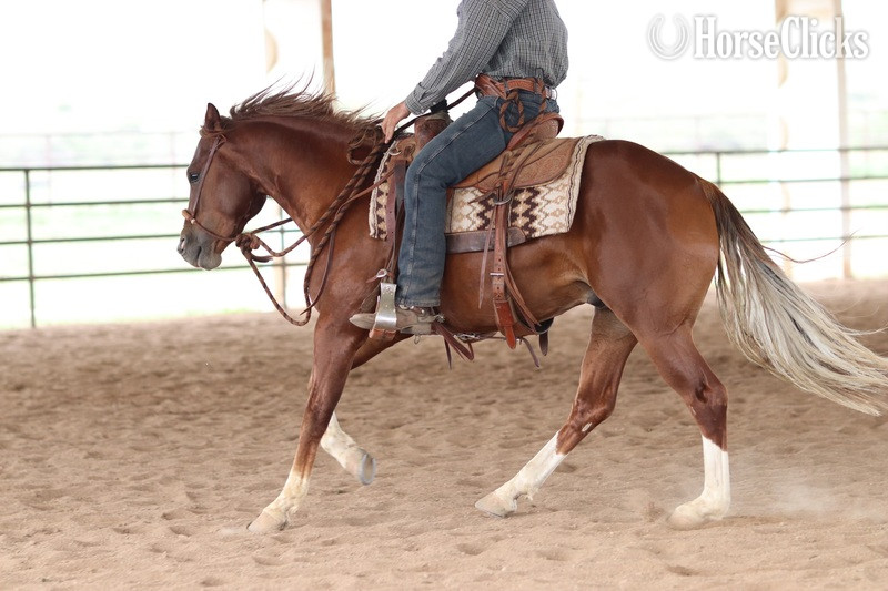 "Whizzy" Sorrel Gelding Quarter Horse California