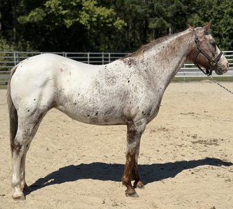 "Lucy" White Mare Appaloosa