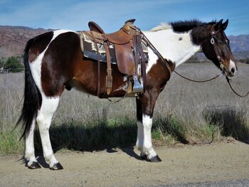 "MOHAWK" Brown Gelding Paint