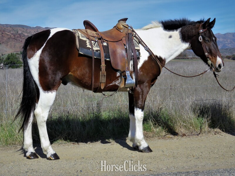 "MOHAWK" Brown Gelding Paint in California