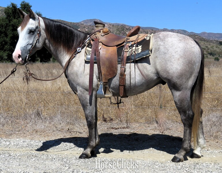 "MC STARLIGHT PATRIOT" Grey Gelding Quarter Horse in California