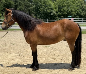 "Sampson" Bay Gelding Draft