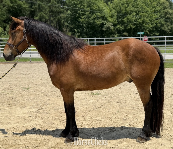 "Sampson" Bay Gelding Draft in North Carolina